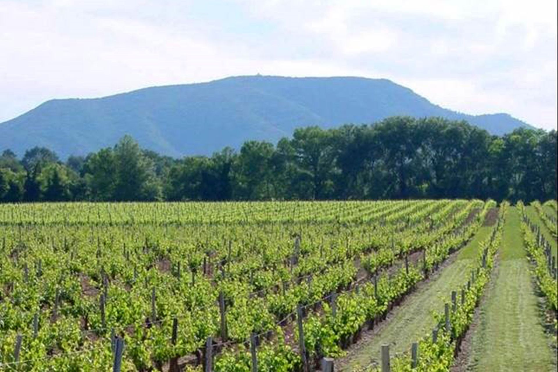 propriété viticole 30 Pièces en vente sur AIX EN PROVENCE (13100)